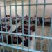 Carceri, garante Lazio “a Latina tasso di sovraffollamento del 173%”