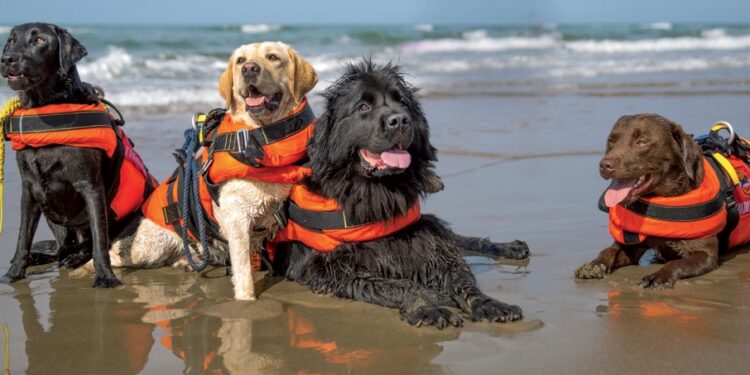 Il bagnino, il cane e la multa